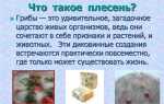 Борьба с плесенью в кладовке: почему плесневеют стены и как избавиться