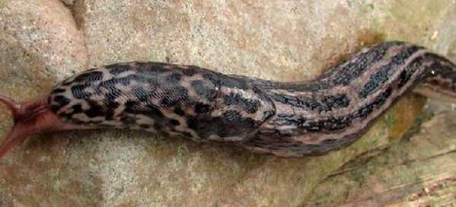 Слизни в погребе — борьба со зловредными моллюсками