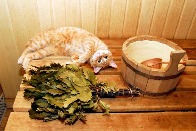 Кот в бане