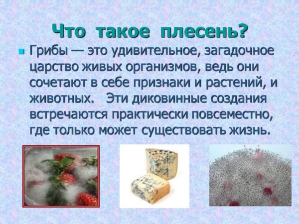 Борьба с плесенью в кладовке