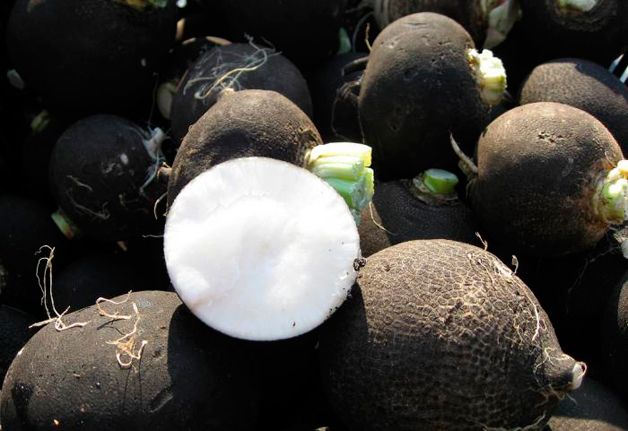 Черная редька