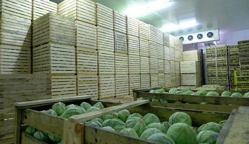Контейнеры для хранения овощей в овощехранилище