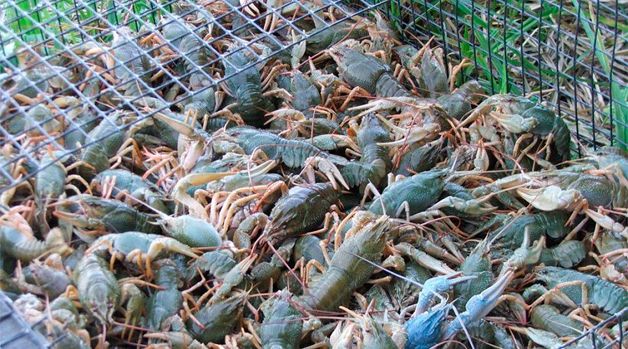 Раки на продажу